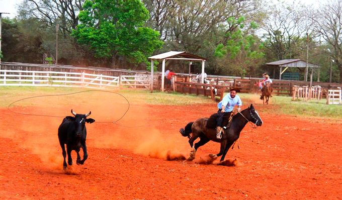 Mantendo cavalos estabulados felizes com estímulos sociais - Arquitetura  Equestre